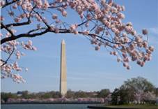 Cherry Blossom Festival in Washington DC