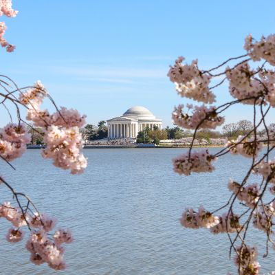 Sakura and Friendship Special Hours